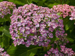 Hydrangea Ayesha Popcorn